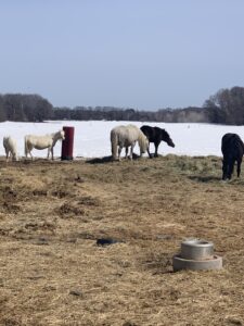 Cassidy, Katie, Carissa, Mr. French and Pete enjoying an afternoon snack in the warm spring sunlight.